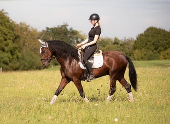 Andaluso, Castrone, 5 Anni, 158 cm, Baio