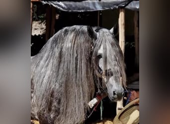 Andaluso Mix, Castrone, 5 Anni, 158 cm, Grigio pezzato
