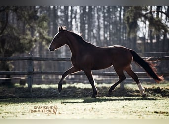 Andaluso, Castrone, 5 Anni, 160 cm, Baio