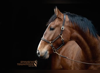 Andaluso, Castrone, 5 Anni, 160 cm, Baio