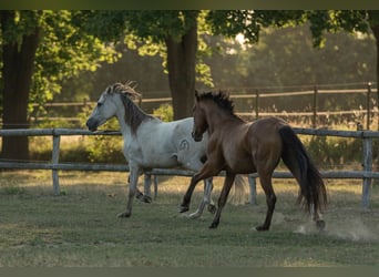 Andaluso, Castrone, 5 Anni, 160 cm, Baio