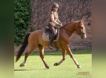 Andaluso, Castrone, 5 Anni, 160 cm, Baio