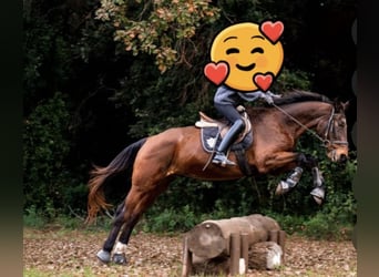Andaluso, Castrone, 5 Anni, 160 cm, Baio scuro