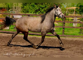 Andaluso, Castrone, 5 Anni, 160 cm, Grigio rossastro