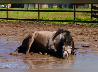 Andaluso, Castrone, 5 Anni, 160 cm, Grigio rossastro