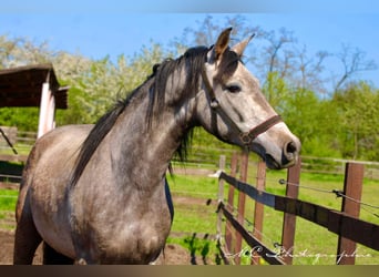 Andaluso, Castrone, 5 Anni, 160 cm, Grigio rossastro