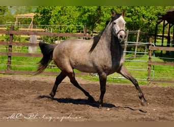 Andaluso, Castrone, 5 Anni, 160 cm, Grigio rossastro