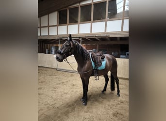 Andaluso Mix, Castrone, 5 Anni, 163 cm, Baio