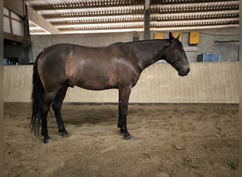 Andaluso Mix, Castrone, 5 Anni, 163 cm, Baio