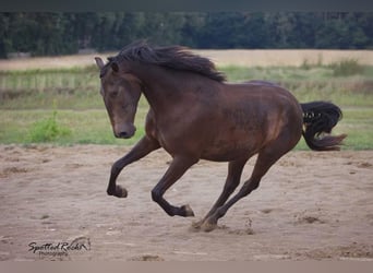 Andaluso Mix, Castrone, 5 Anni, 163 cm, Baio