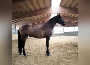 Andaluso Mix, Castrone, 5 Anni, 163 cm, Baio