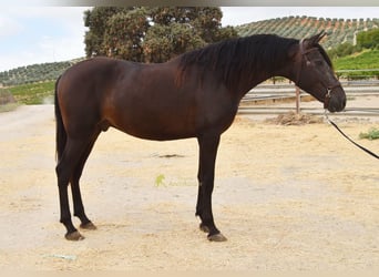 Andaluso, Castrone, 5 Anni, 163 cm, Falbo