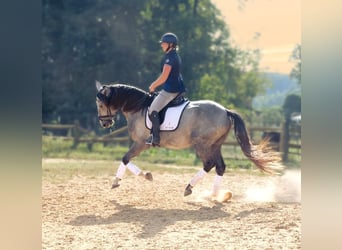 Andaluso, Castrone, 5 Anni, 163 cm, Grigio