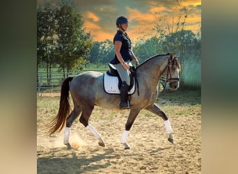 Andaluso, Castrone, 5 Anni, 163 cm, Grigio