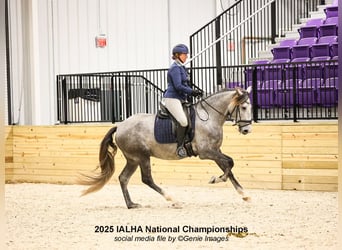 Andaluso, Castrone, 5 Anni, 163 cm, Grigio