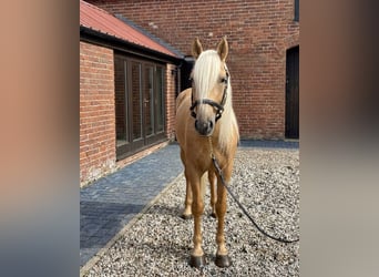 Andaluso, Castrone, 5 Anni, 163 cm, Palomino