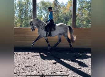 Andaluso, Castrone, 5 Anni, 164 cm, Grigio