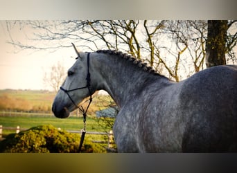 Andaluso, Castrone, 5 Anni, 164 cm, Grigio