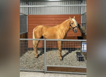 Andaluso, Castrone, 5 Anni, 164 cm, Palomino