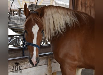 Andaluso, Castrone, 5 Anni, 164 cm, Palomino