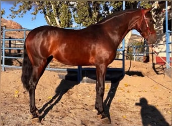 Andaluso Mix, Castrone, 5 Anni, 165 cm, Baio scuro