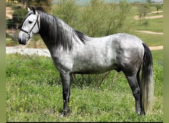 Andaluso, Castrone, 5 Anni, 165 cm, Grigio