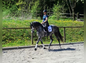 Andaluso, Castrone, 5 Anni, 166 cm, Grigio pezzato