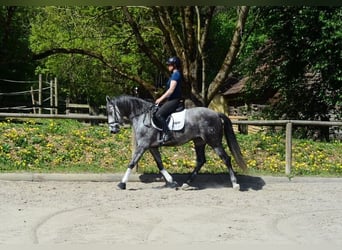 Andaluso, Castrone, 5 Anni, 166 cm, Grigio pezzato