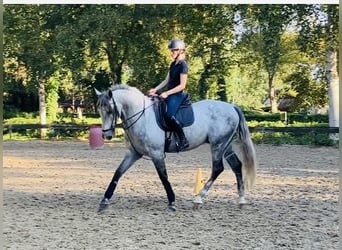 Andaluso, Castrone, 5 Anni, 168 cm