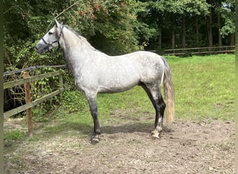 Andaluso, Castrone, 5 Anni, 168 cm