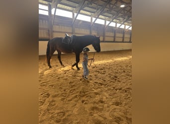 Andaluso, Castrone, 5 Anni, 168 cm, Morello