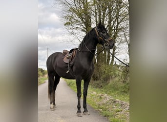 Andaluso, Castrone, 5 Anni, 168 cm, Morello