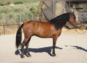 Andaluso, Castrone, 6 Anni, 156 cm, Baio