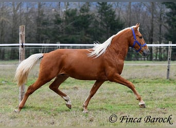 Andaluso, Castrone, 6 Anni, 156 cm, Palomino