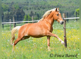Andaluso, Castrone, 6 Anni, 156 cm, Palomino