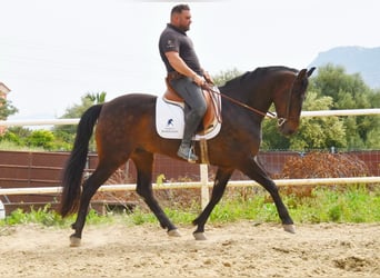 Andaluso, Castrone, 6 Anni, 158 cm, Baio scuro