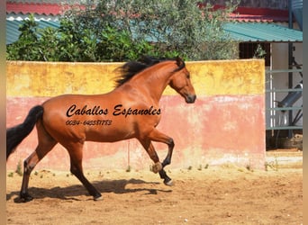 Andaluso, Castrone, 6 Anni, 159 cm, Baio
