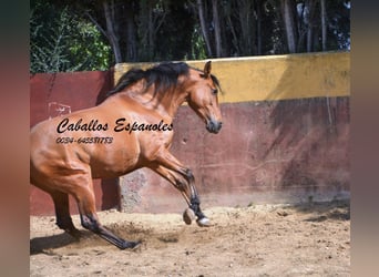 Andaluso, Castrone, 6 Anni, 159 cm, Baio