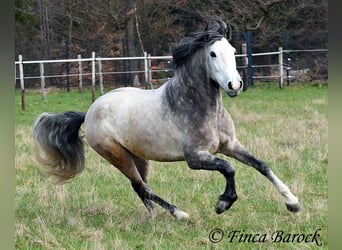 Andaluso, Castrone, 6 Anni, 160 cm, Grigio