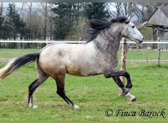 Andaluso, Castrone, 6 Anni, 160 cm, Grigio