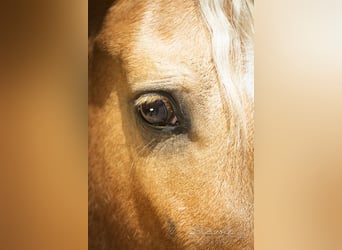 Andaluso Mix, Castrone, 6 Anni, 160 cm, Palomino