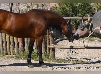 Andaluso Mix, Castrone, 6 Anni, 161 cm, Baio