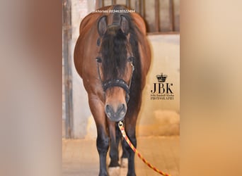 Andaluso Mix, Castrone, 6 Anni, 161 cm, Baio