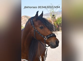 Andaluso Mix, Castrone, 6 Anni, 161 cm, Baio