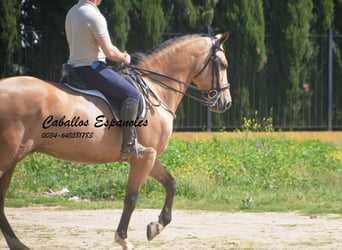 Andaluso, Castrone, 6 Anni, 162 cm, Falbo