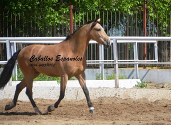 Andaluso, Castrone, 6 Anni, 162 cm, Falbo