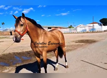 Andaluso, Castrone, 6 Anni, 162 cm, Falbo