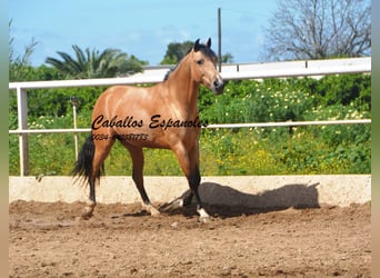 Andaluso, Castrone, 6 Anni, 162 cm, Falbo