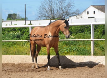 Andaluso, Castrone, 6 Anni, 162 cm, Falbo