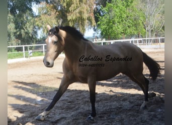 Andaluso, Castrone, 6 Anni, 162 cm, Falbo